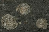 Fossil Ammonite (Dactylioceras) Cluster - Posidonia Shale, Germany #353544-1